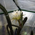 Eriocereus jusbertii1 Kasandra winner may2012