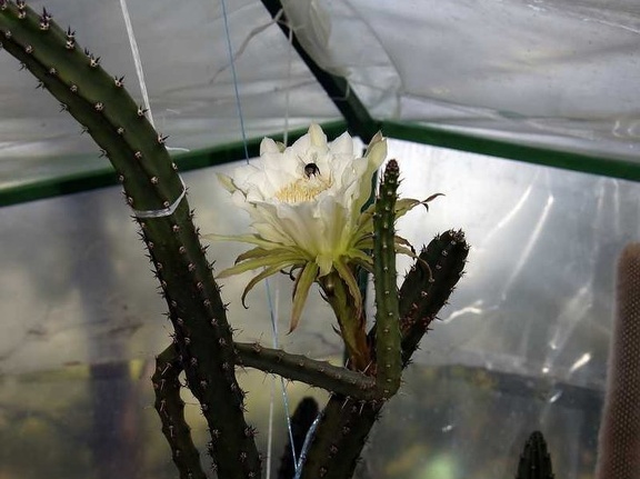 Eriocereus jusbertii1 Kasandra winner may2012