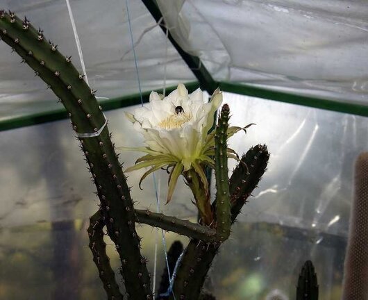 Eriocereus jusbertii1 Kasandra winner may2012