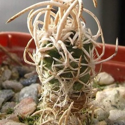 Pediocactus