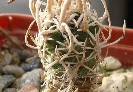 Navajoa Pediocactus fickeisenii (1783 відвідувань) Navajoa Pediocactus fickeisenii