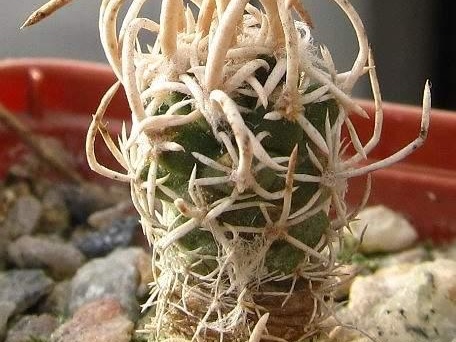 Navajoa  Pediocactus  fickeisenii