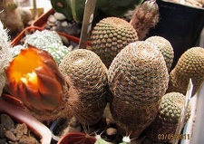 Rei heocactus pseudoreicheanus Gurus FG