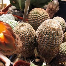 Rei heocactus pseudoreicheanus Gurus FG