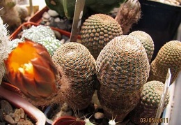 Reicheocactus (Lobivia)