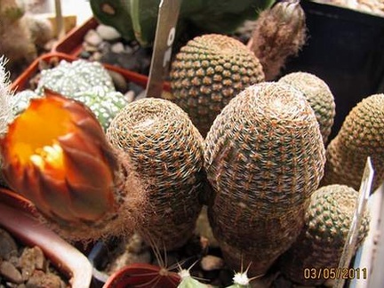 Rei heocactus pseudoreicheanus Gurus FG