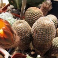 Rei_heocactus_pseudoreicheanus_Gurus_FG.JPG