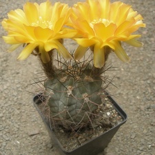 Acanthocal glaucum