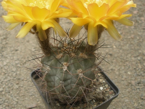 Acanthocal glaucum