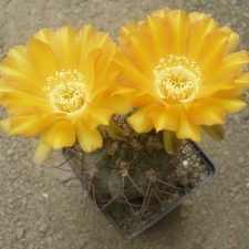 Acanthocal glaucum