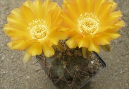 Acanthocalycium