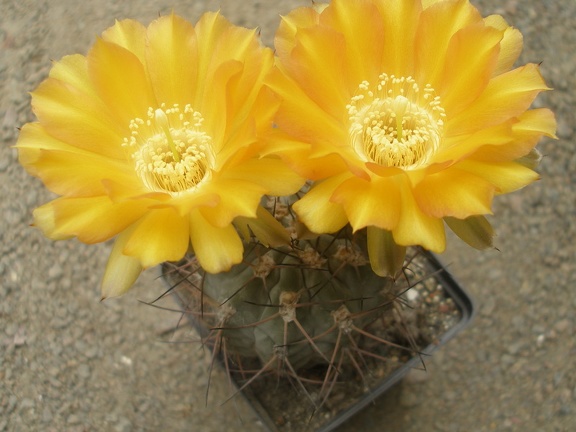 Acanthocal glaucum