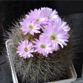 Acanthocalycium violaceum