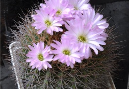 Acanthocalycium violaceum