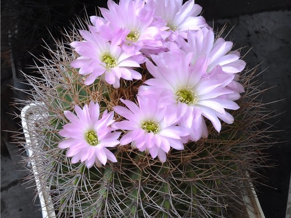 Acanthocalycium violaceum