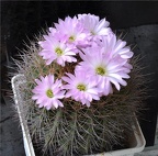 Acanthocalycium violaceum