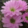 Acanthocalycium violaceum Fomenko