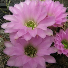 Acanthocalycium violaceum Fomenko