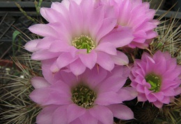 Acanthocalycium violaceum Fomenko