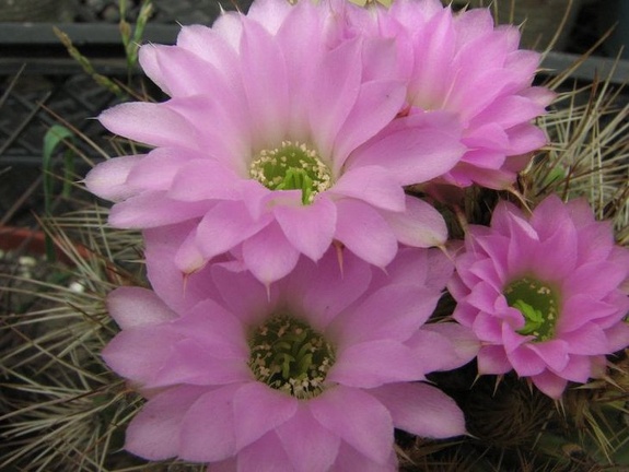 Acanthocalycium violaceum Fomenko