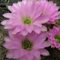 Acanthocalycium_violaceum_Fomenko.jpg
