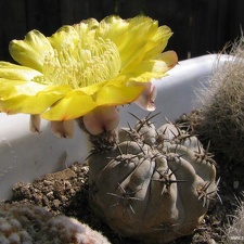 Acanthocal glaucum