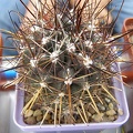 Ancistrocactus brevihamatus