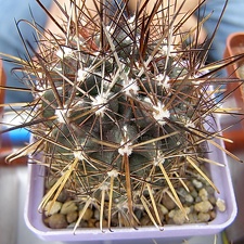 Ancistrocactus brevihamatus