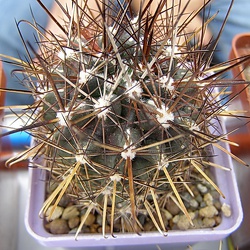 Ancistrocactus