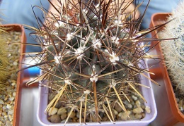 Ancistrocactus