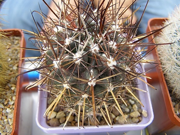 Ancistrocactus brevihamatus