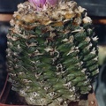 Ariocarpus (Roseocactus) fissuratus