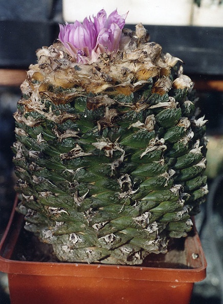 Ariocarpus-fissuratus.jpg