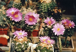 Ariocarpus  fissuratus v. hintonii
