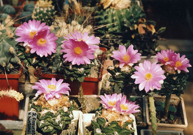 Ariocarpus-fissuratus-v.jpg