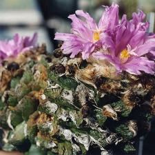 Ariocarpus (Roseocactus) fissuratus