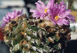 Ariocarpus (Roseocactus) fissuratus