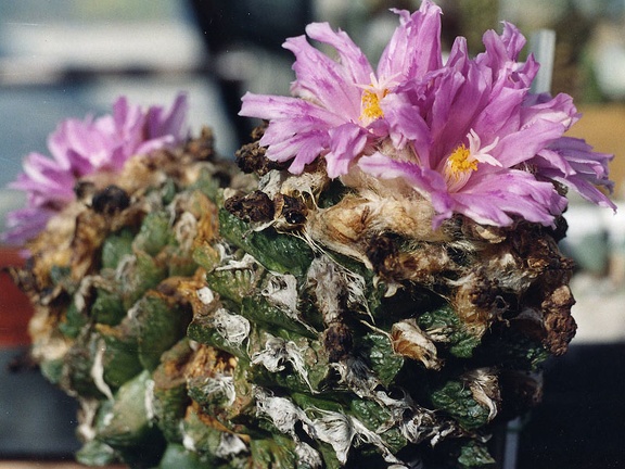 Ariocarpus (Roseocactus) fissuratus