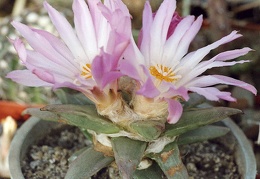 Ariocarpus retusus f. San Rafael