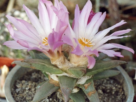 Ariocarpus retusus f. San Rafael