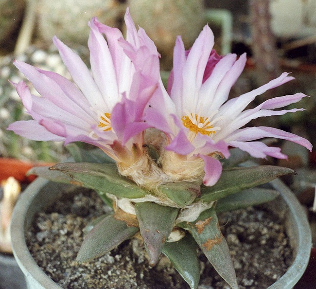 Ariocarpus-retusus-f.jpg