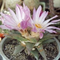 Ariocarpus-retusus-f.jpg