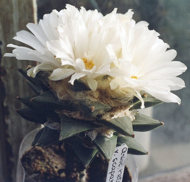 Ariocarpus-retusus-v.jpg