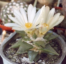 Ariocarpus trigonus