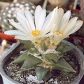 Ariocarpus trigonus