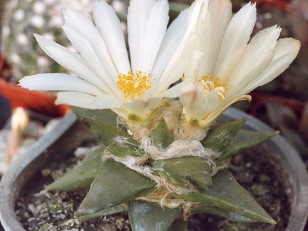 Ariocarpus trigonus