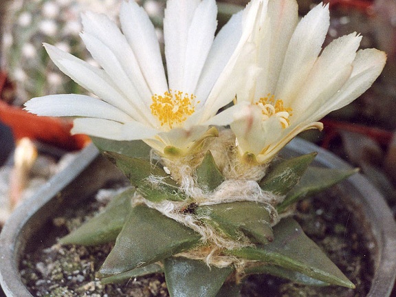 Ariocarpus trigonus