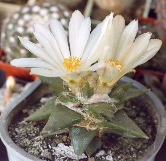 Ariocarpus trigonus