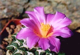 Ariocarpus  Roseocactus  kotschoubeyanus