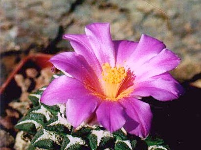Ariocarpus  Roseocactus  kotschoubeyanus